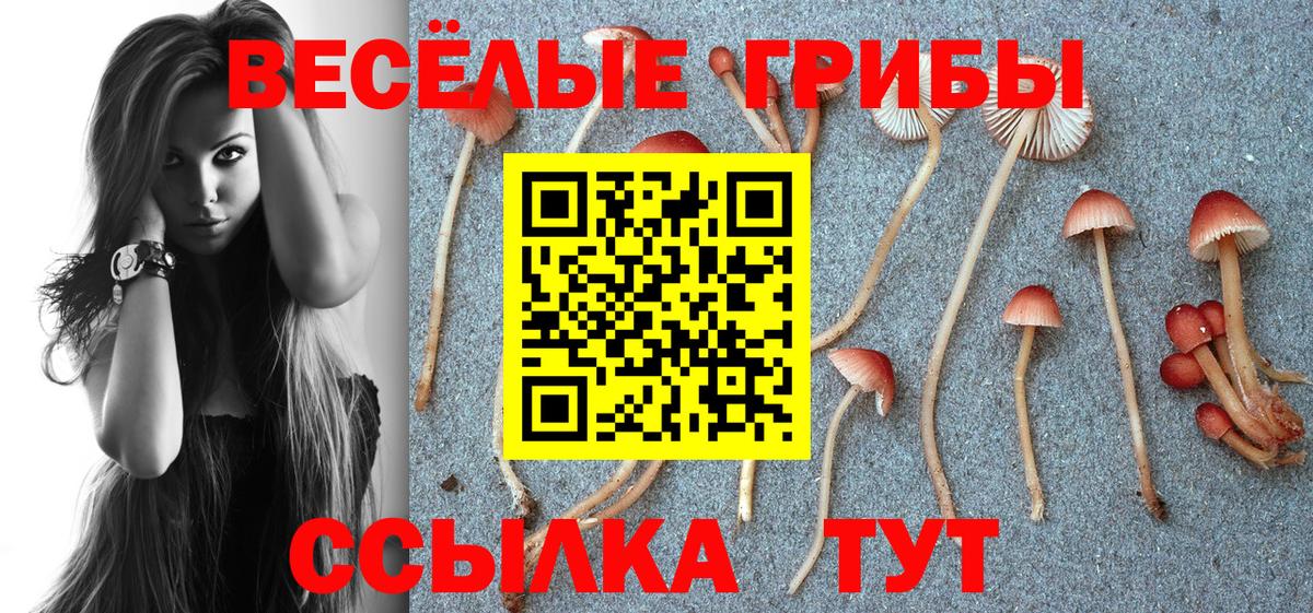 Краснознаменск  Галлюциногенные грибы Magic Shrooms  Галлюциногенные грибы Cubensis  купить наркотик  Вход с VPN 